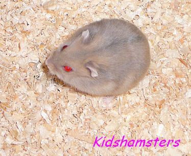 Törpehörcsög gyerek Kidshamsters