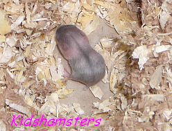 Törpehörcsög gyerek Kidshamsters