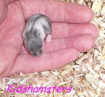 Törpehörcsög gyerek Kidshamsters