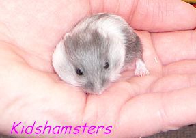 Törpehörcsög gyerek Kidshamsters