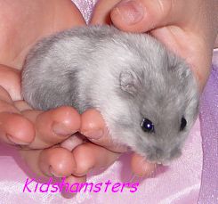 Törpehörcsög gyerek Kidshamsters