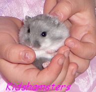 Törpehörcsög gyerek Kidshamsters